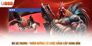 Đá Gà Thomo - Thiên Đường Cá Cược Đẳng Cấp Hàng Đầu