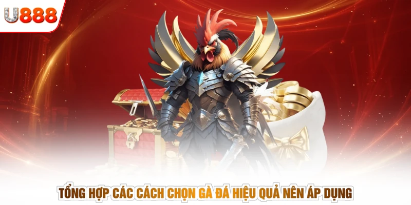 Tổng hợp các cách chọn gà đá hiệu quả nên áp dụng