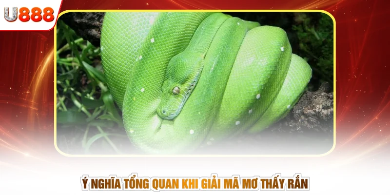 Ý nghĩa tổng quan khi giải mã mơ thấy rắn